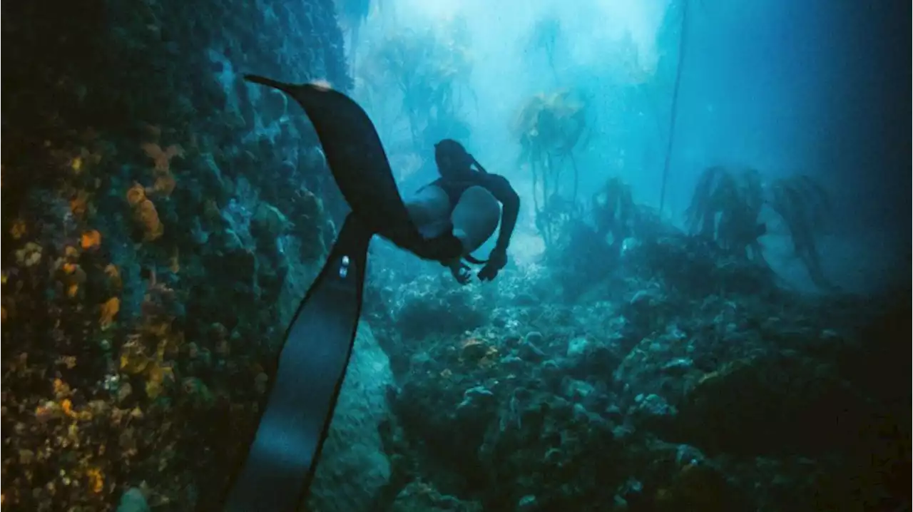 Look: There's an entire world beneath Cape Town's seas | CapeTown ETC