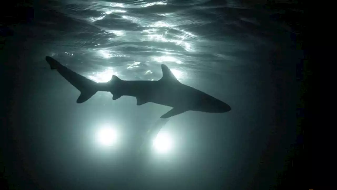 Sharks, tourists jostle for space around Thai destination island