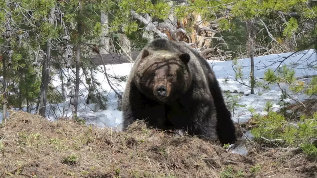 Be Alert First Bear Sighting Of 2023 In Banff National Park Canada Head Topics 8437