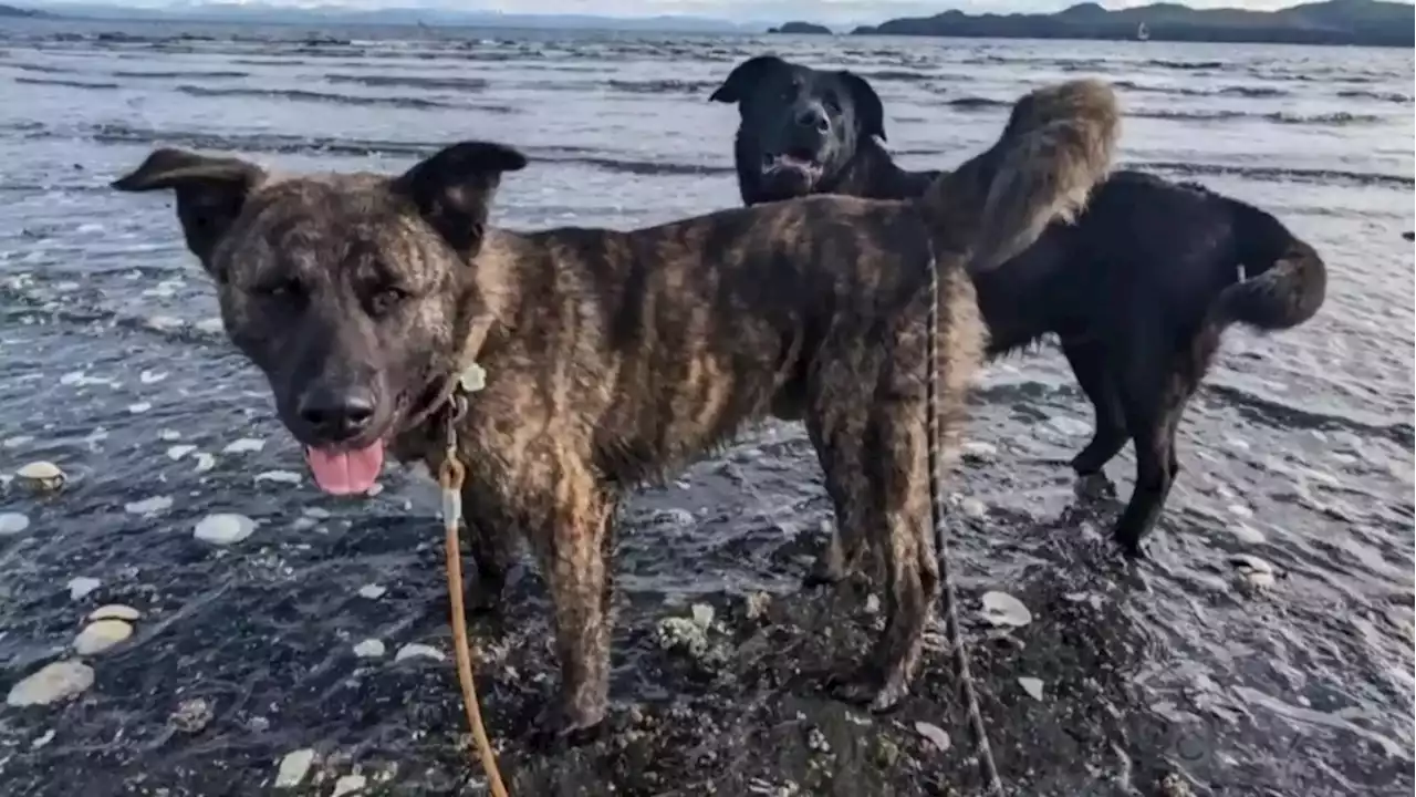 Fundraiser launched for 'starving' dogs found on remote B.C. island