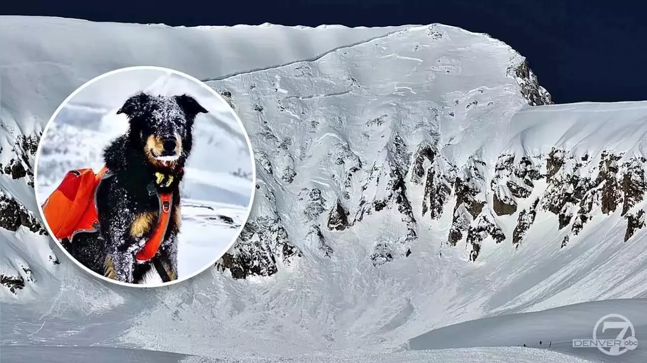 CO avalanche survivor determined to find dog missing since March 17 slide