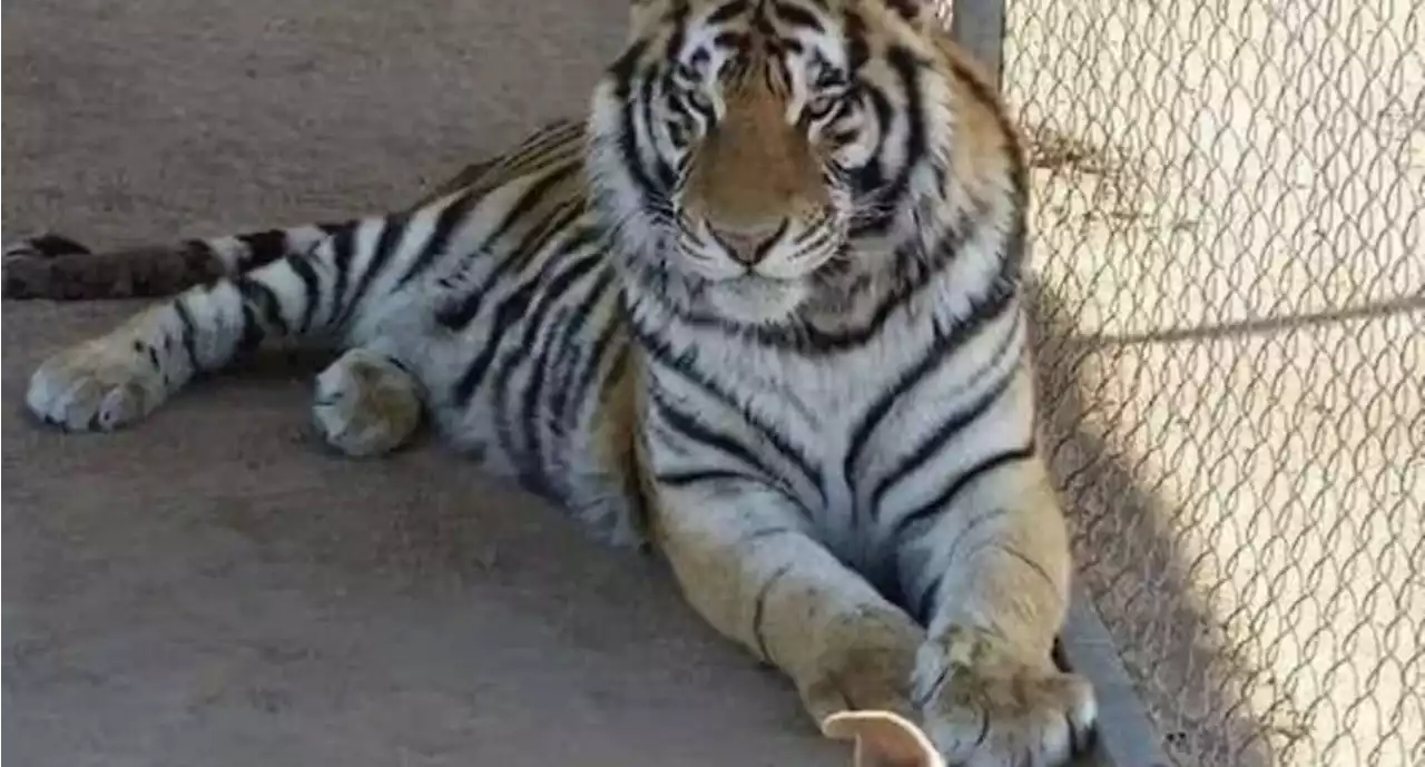 Se roban a Baluma, un tigre de bengala en Hermosillo, Sonora