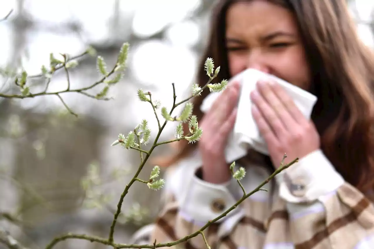 Allergie au pollen : une alerte rouge déclenchée dans plusieurs départements de la région Paca