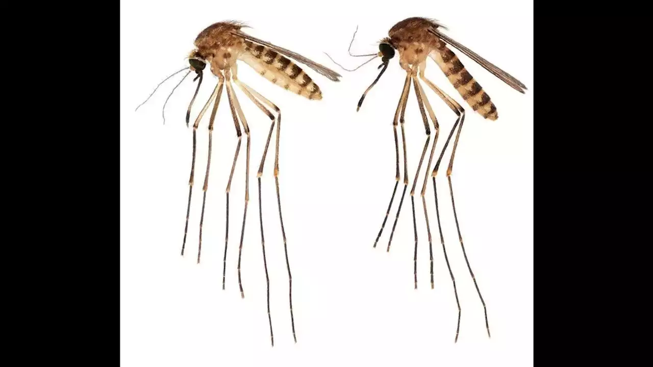 Great, Florida Has a New Invasive Mosquito