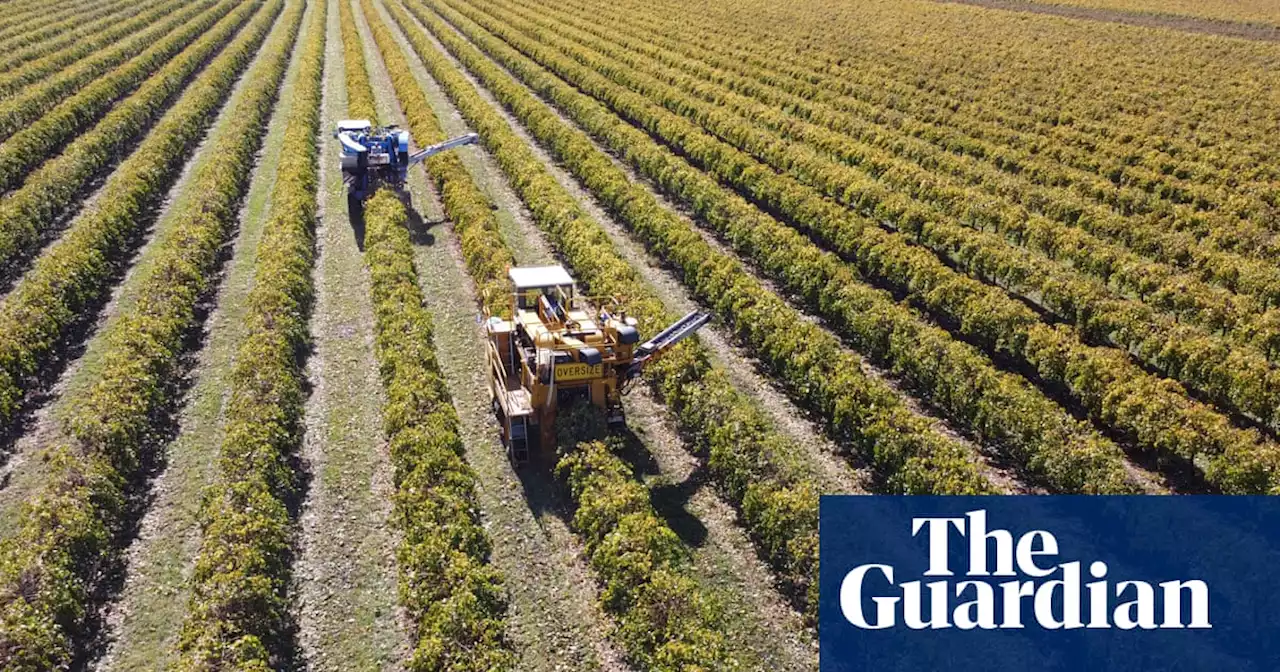 Riverina grape growers warn of looming mental health crisis as prices and exports dry up