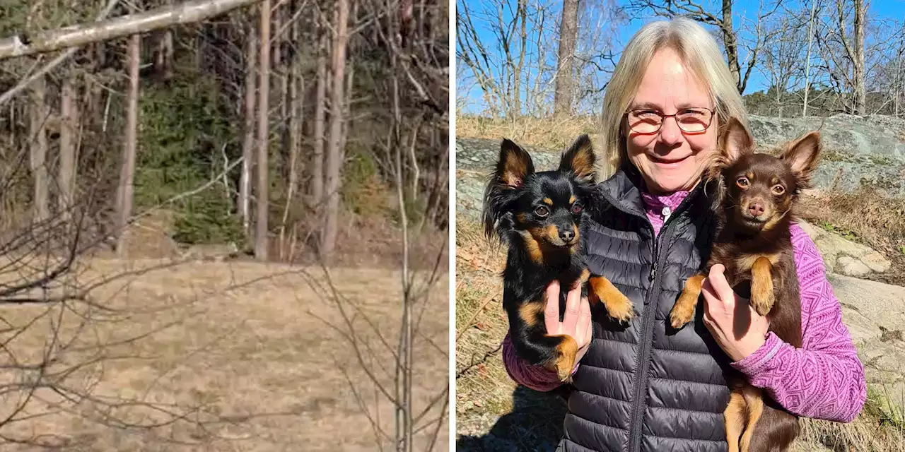 Hundägaren Li mötte varg i östra Halmstad: ”Trodde inte det var sant”