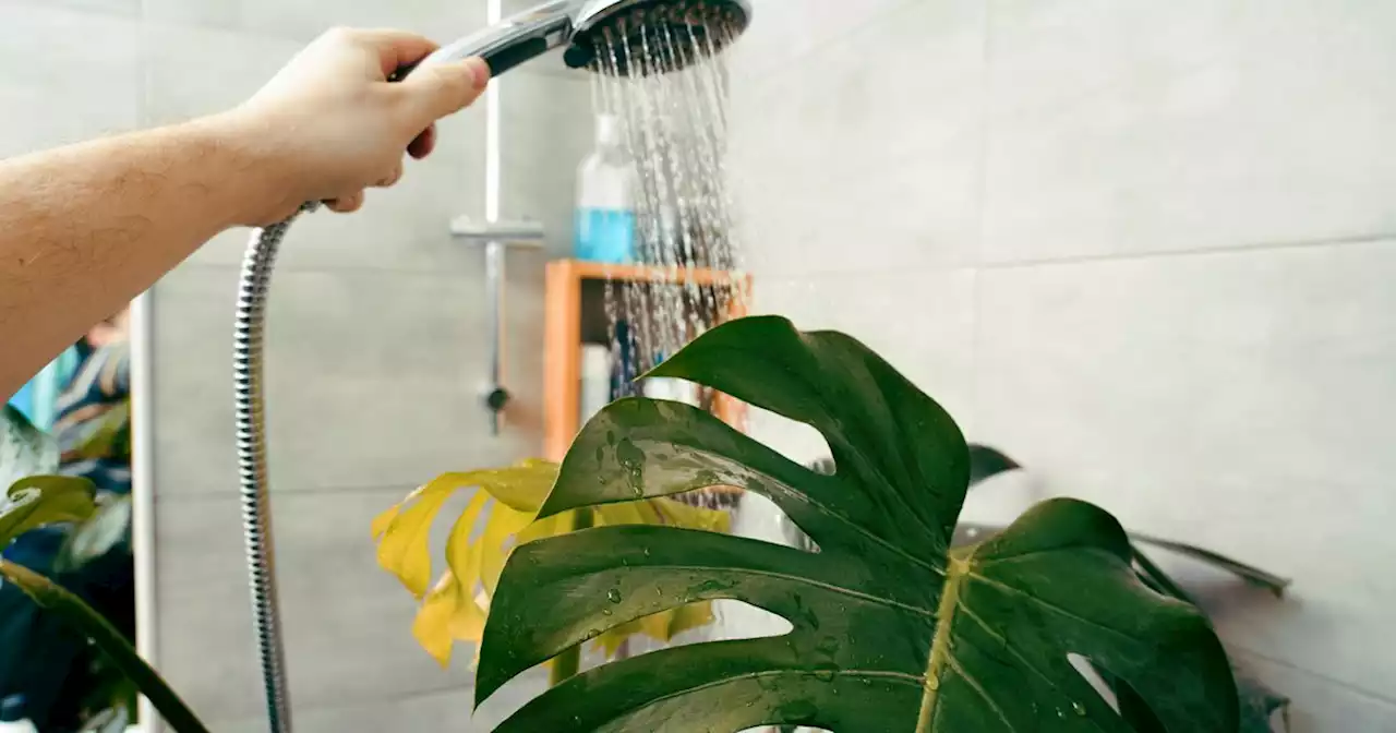 Houseplants Dying? You're Probably Watering Them Wrong