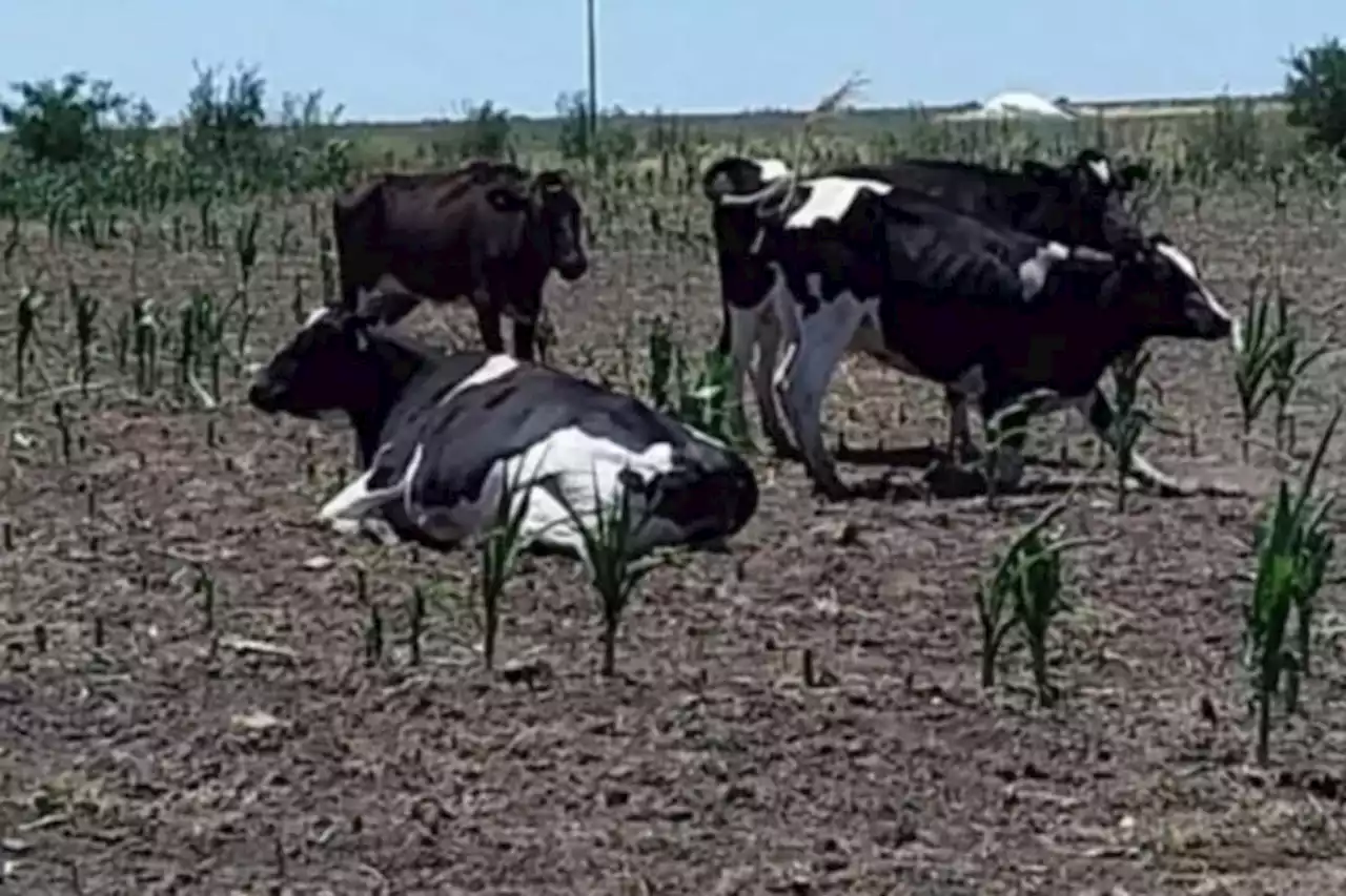 “Pedimos empatía”: Confederaciones Rurales Argentinas alertó sobre la crisis de la lechería