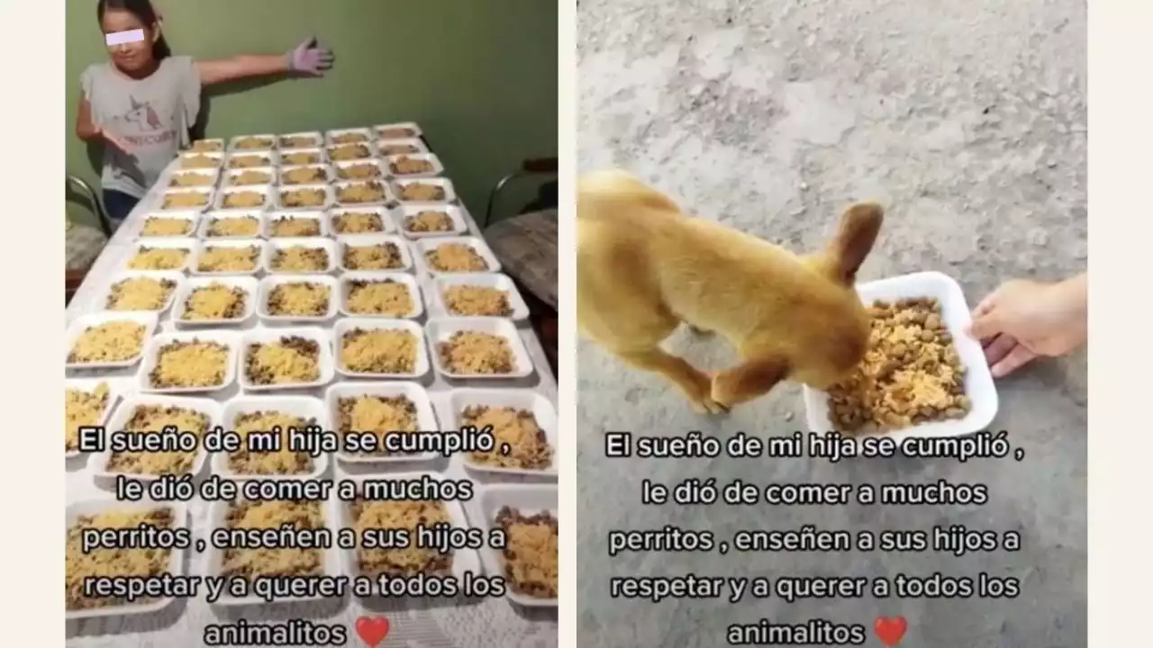 Niña prepara decenas de platos de comida y los reparte a los perritos de su comunidad