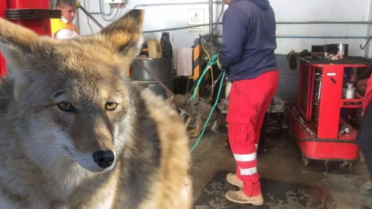 Rescatan a coyote atrapado en agencia automotriz de Ixmiquilpan | FOTOS