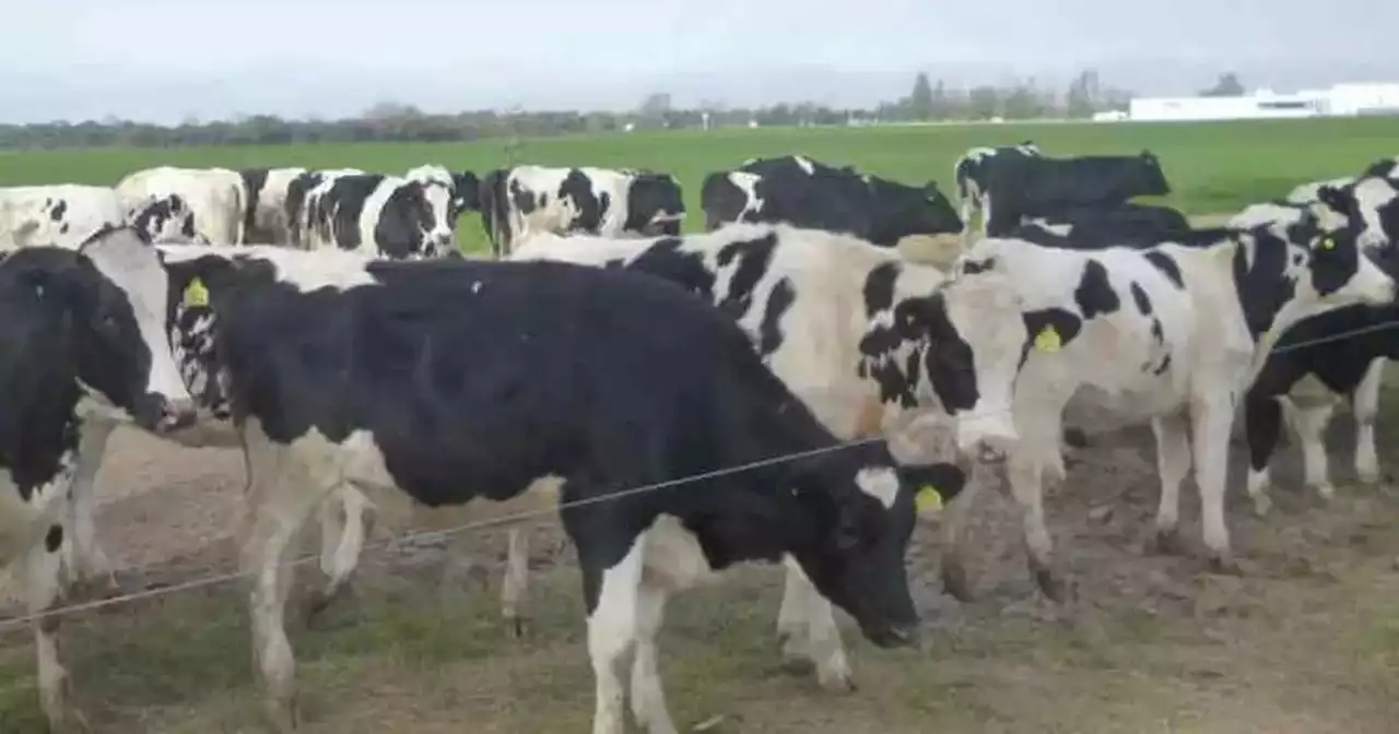 Una entidad del campo pide que se declare “desastre agropecuario” en los tambos | Ganadería | La Voz del Interior