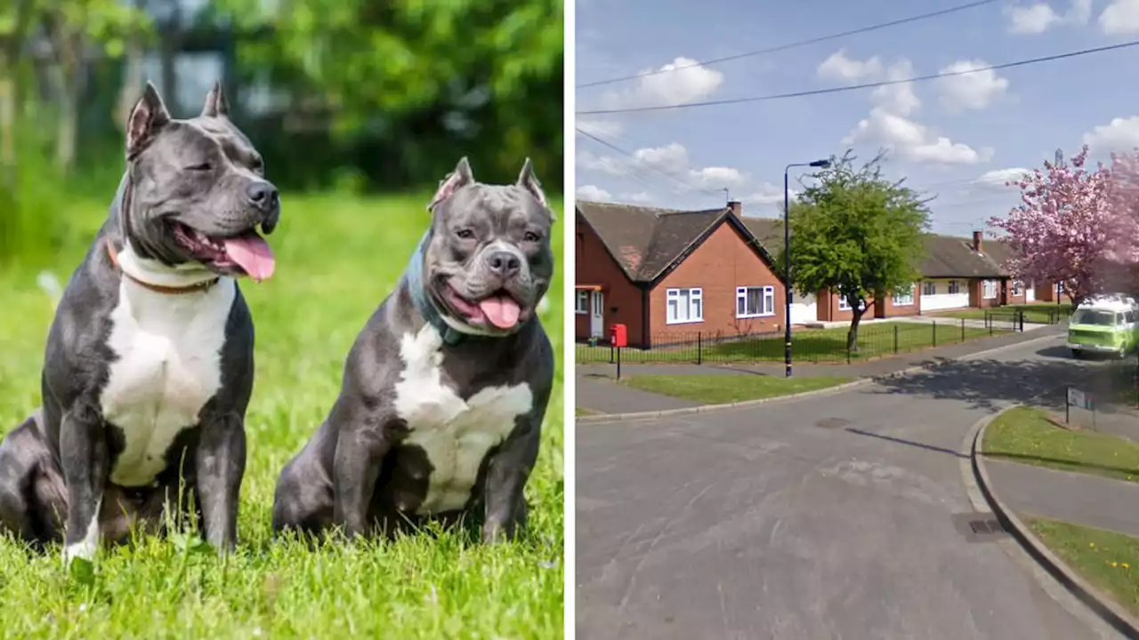 17 dogs seized after girl mauled in shocking attack in Manchester, with owner 'breeding XL bully dogs in caravan'