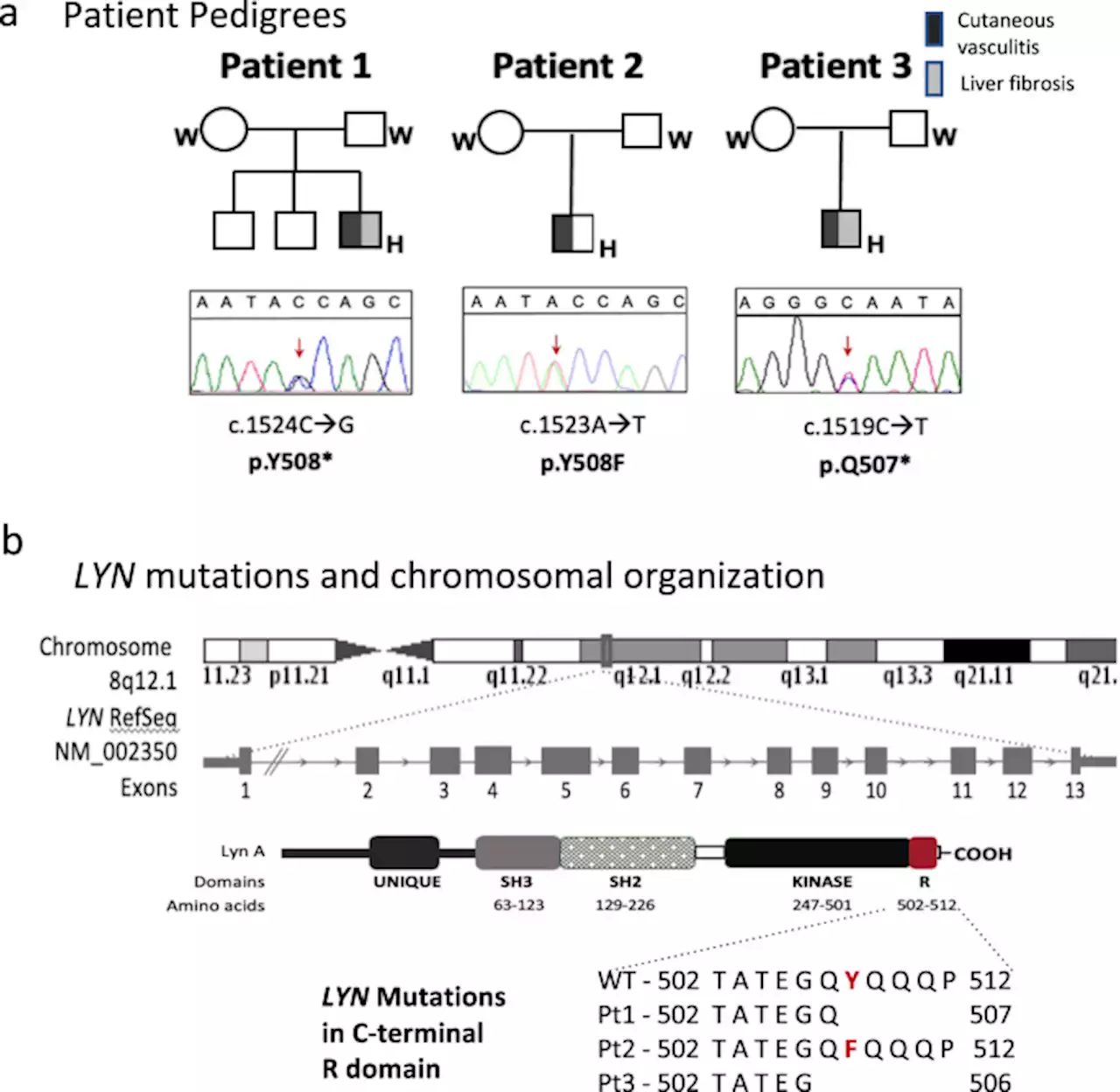 Constitutively active Lyn kinase causes a cutaneous small vessel vasculitis and liver fibrosis syndrome - Nature Communications