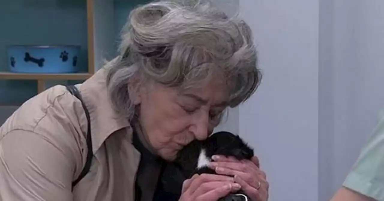 Maureen Lipman tears over Cerberus death as it brought back painful memories