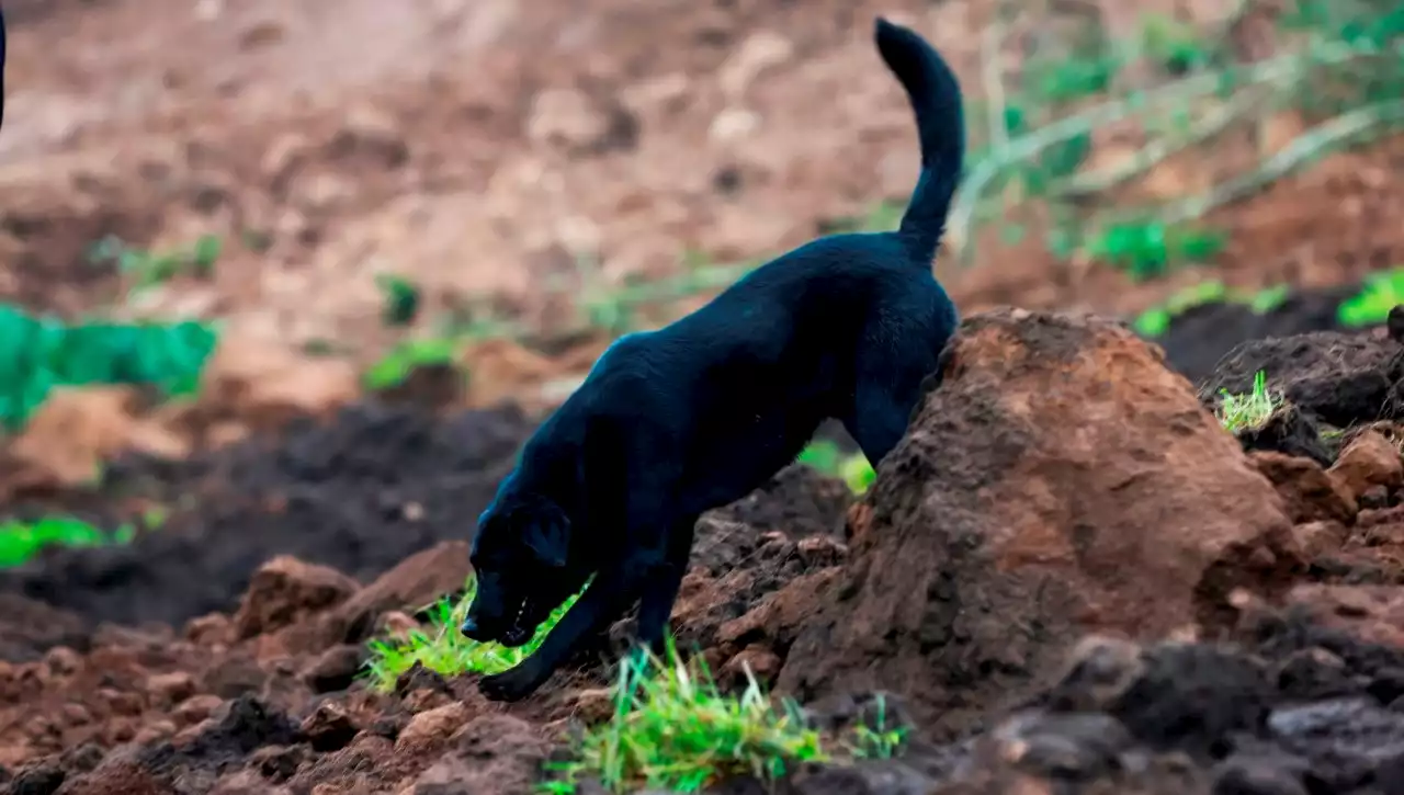 Jacob, el perro que busca a su familia tras el gigantesco alud en Alausí