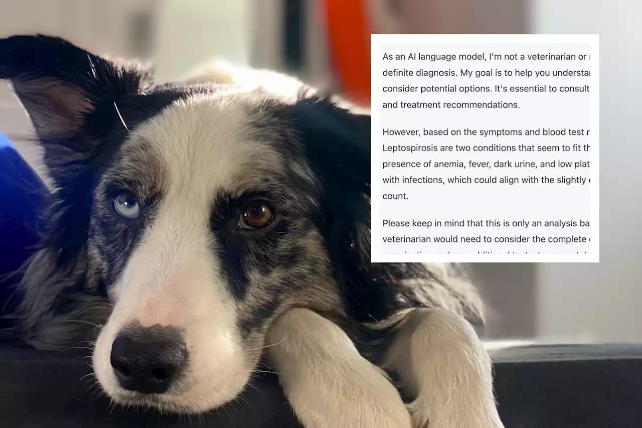 Man details how GPT-4 AI software helped save dog's life