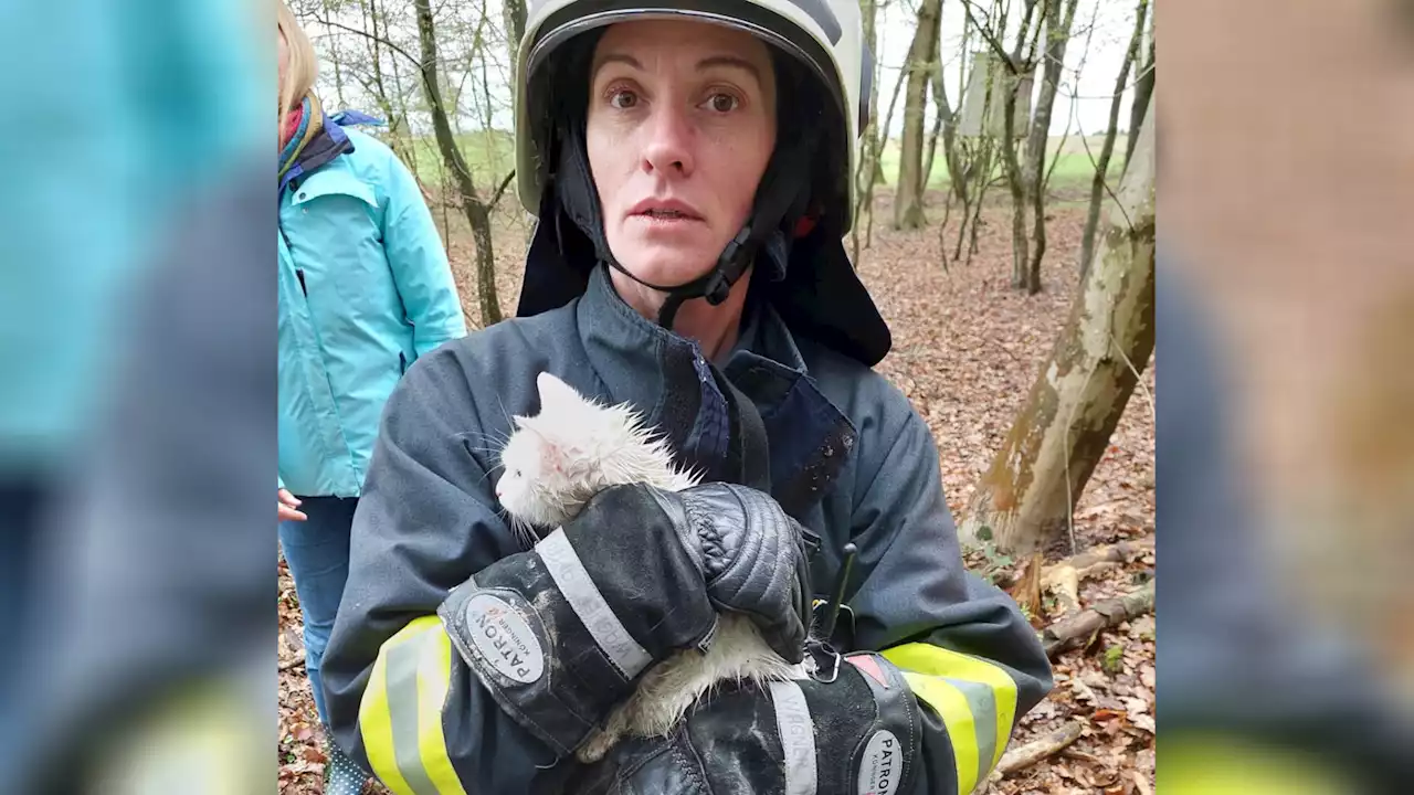 Katze saß in Seisenegg seit Tagen auf Baum fest: Feuerwehr rettete sie