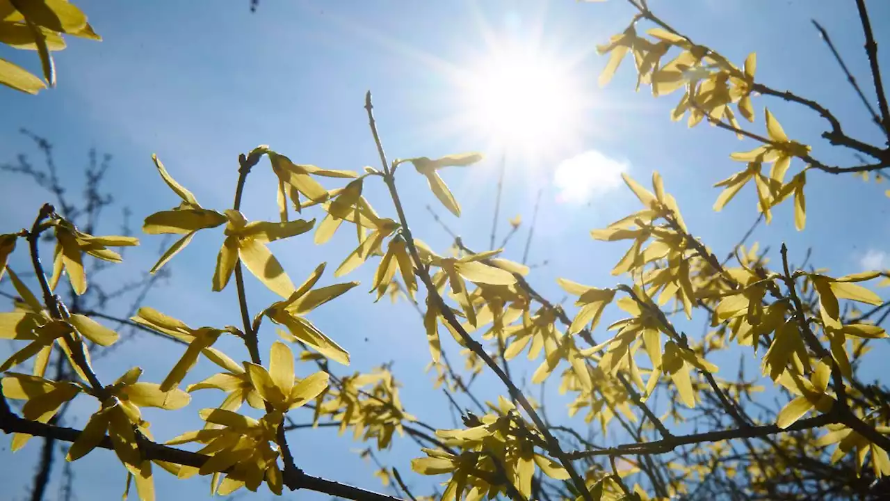 Der Frühling braucht wiederholten Anlauf