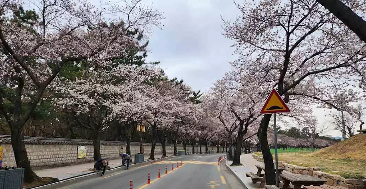 5월 대릉원 무료 개방... 경주 도심 관광 살릴 묘수될까