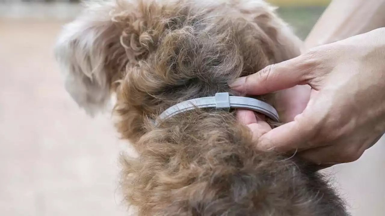 Investigadores de Tandil diseñan un súper collar para combatir parásitos | Nueva tecnología canina