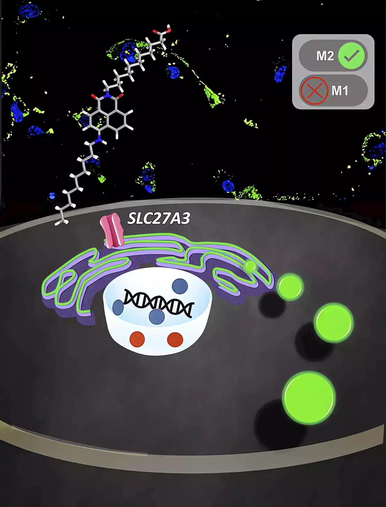 Revolutionary Probe Unveiled: Decoding the Macrophage Mystery for Targeted Cancer Treatments