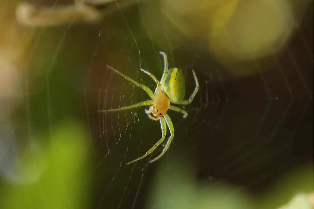 Unseen Impact: Scientists Reveal How Urbanization Impacts Bugs