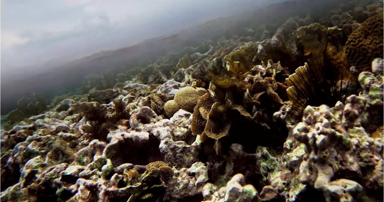 Estados Unidos es demandado por no proteger especies de coral en peligro de extinción