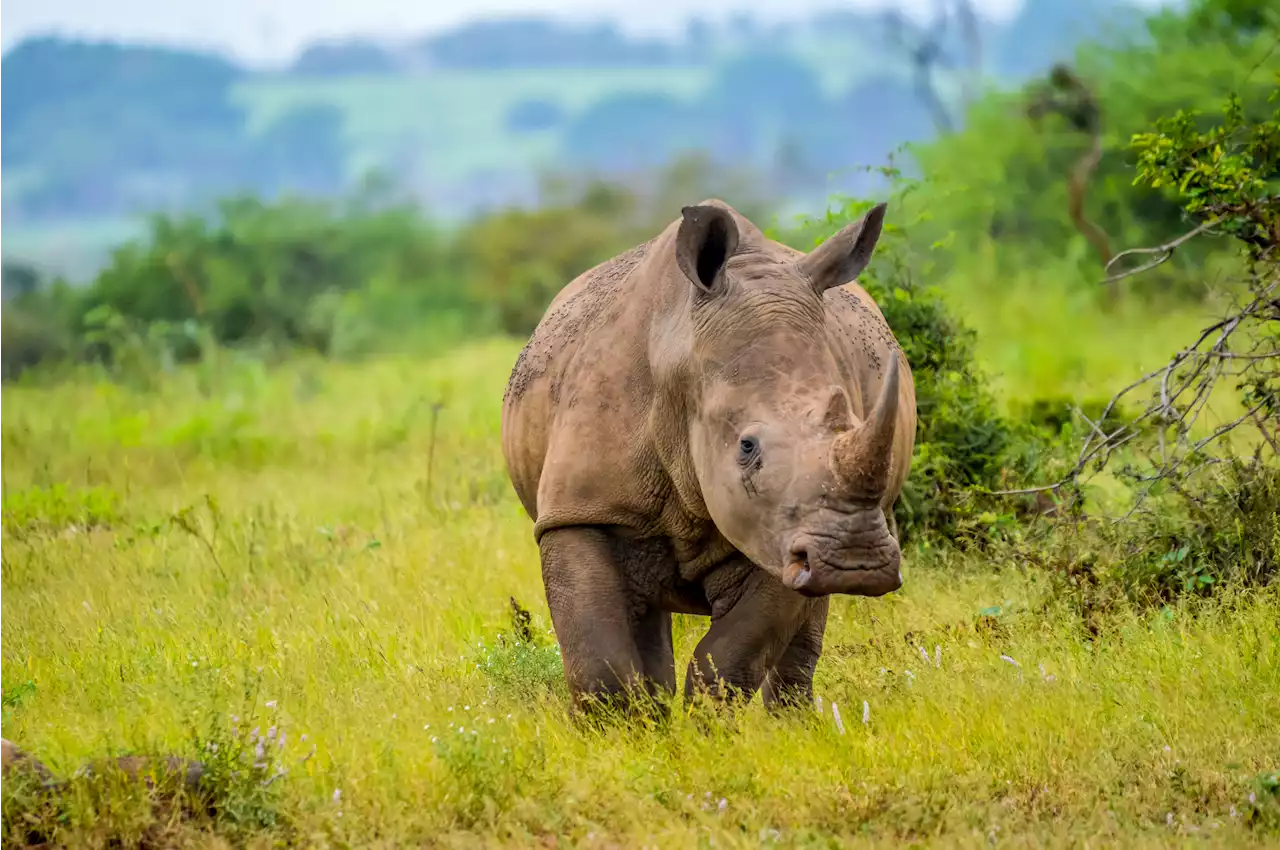 WATCH: ‘We could hear its angry grunts’ - Grumpy rhino chases safari vehicle | The Citizen