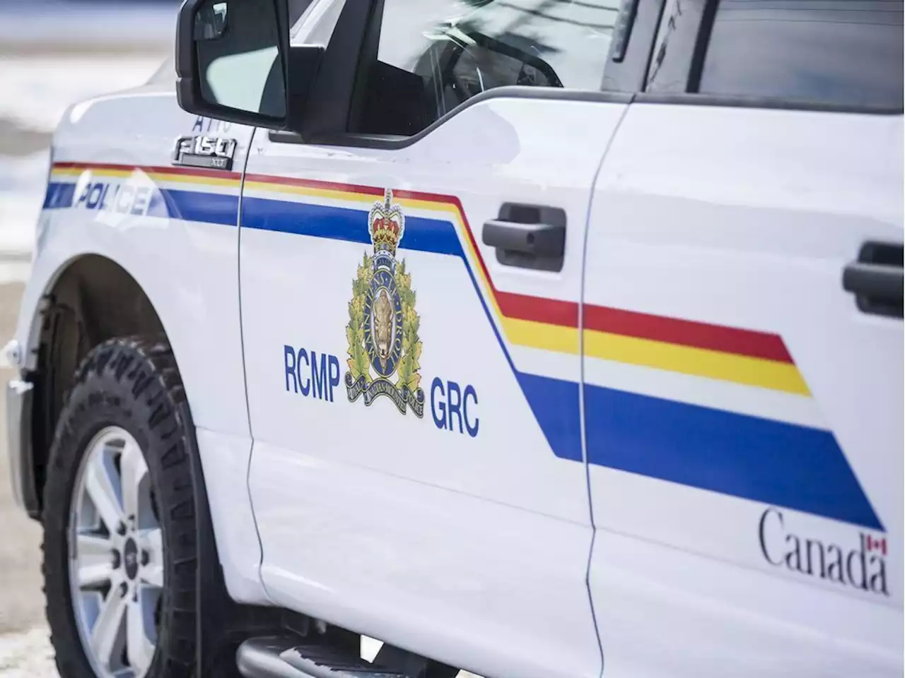 RCMP recover stolen Alberta cattle near Martensville; some still missing