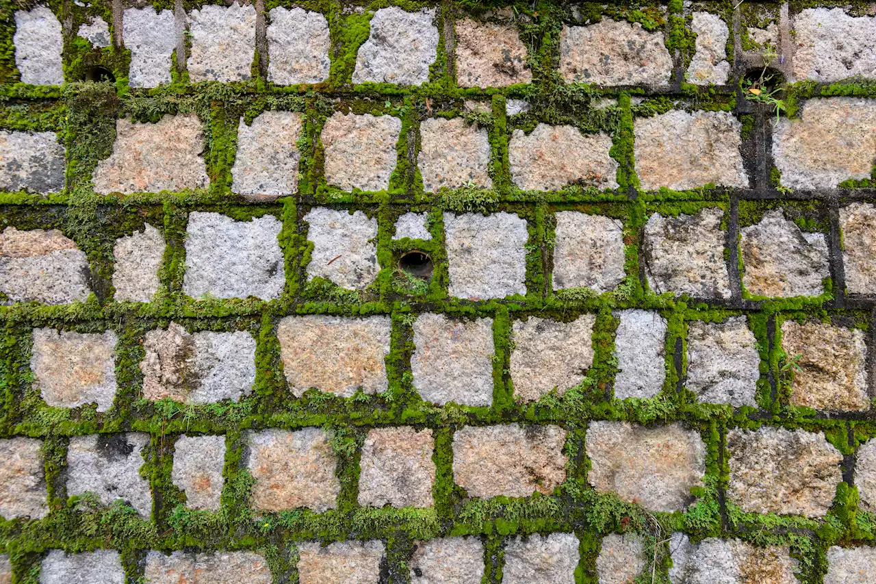 Mrs Hinch fans rave about £1.50 product which gets rid of moss from paving