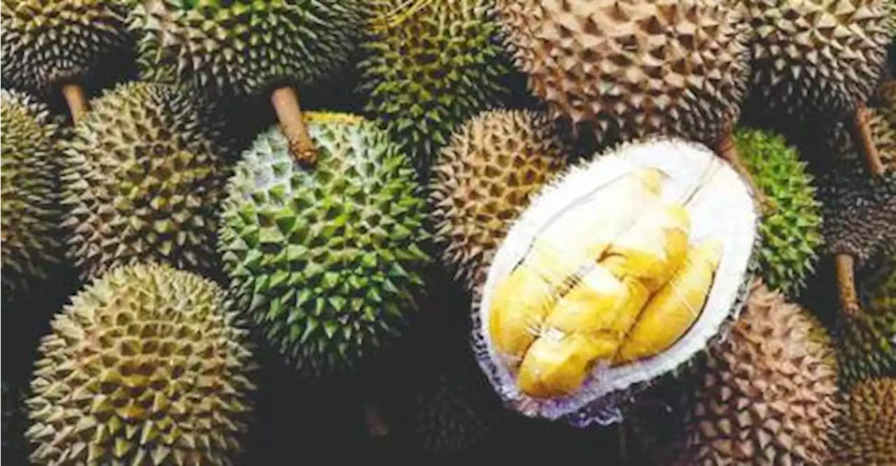 Durian to make breakthrough for Vietnam’s fruit exports