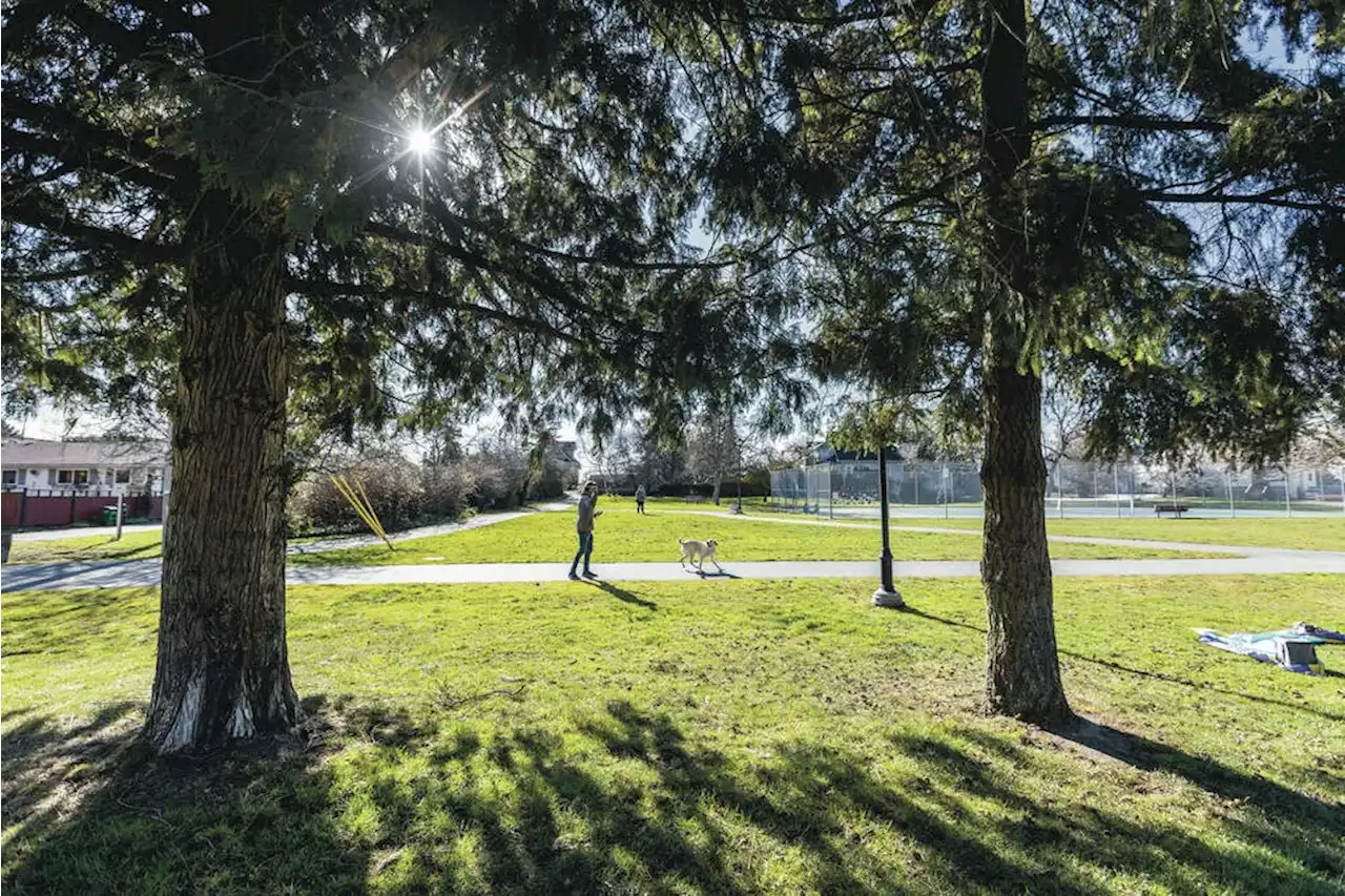 Saanich awards $1.45M Rutledge Park contract; playground upgrade, year-round washroom