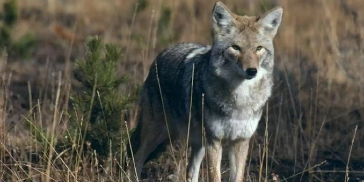 Coyote Warning Issued for Deer Lake