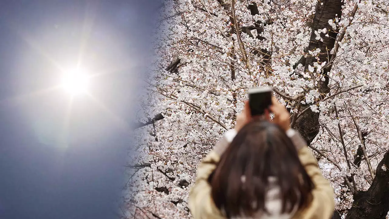 이른 벚꽃 개화의 이면...1.5℃의 경고