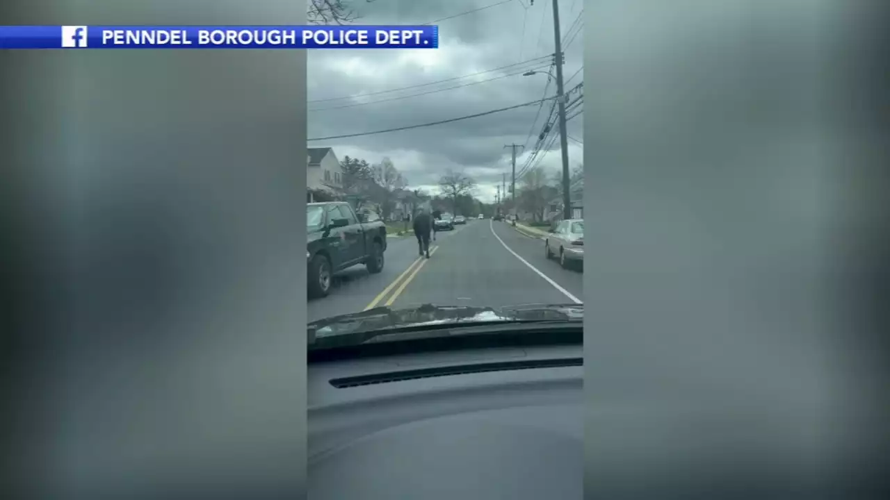 Officers help wrangle 2 loose horses spotted along Bucks County street