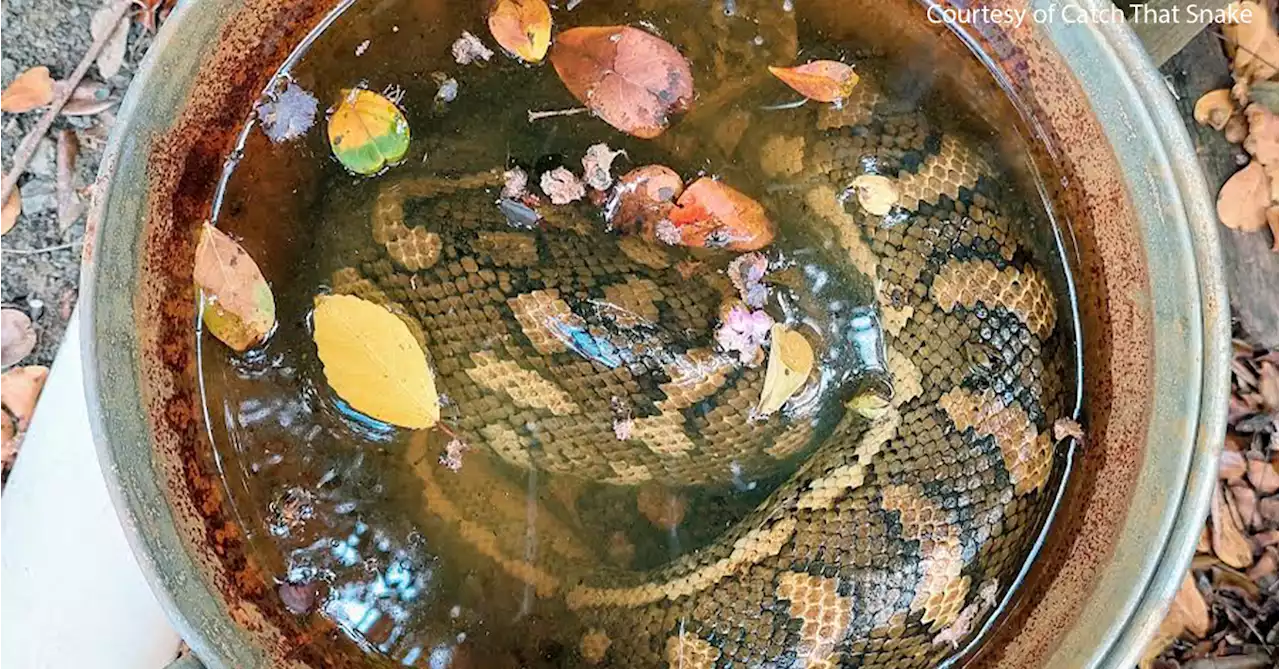 'Size was deceptive': Huge snake found curled up inside full bucket