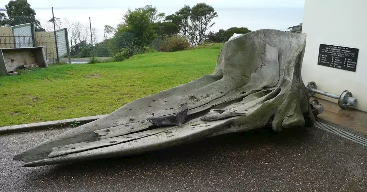 'Help us get it back': Hunt on to find sperm whale skull stolen from NSW Museum