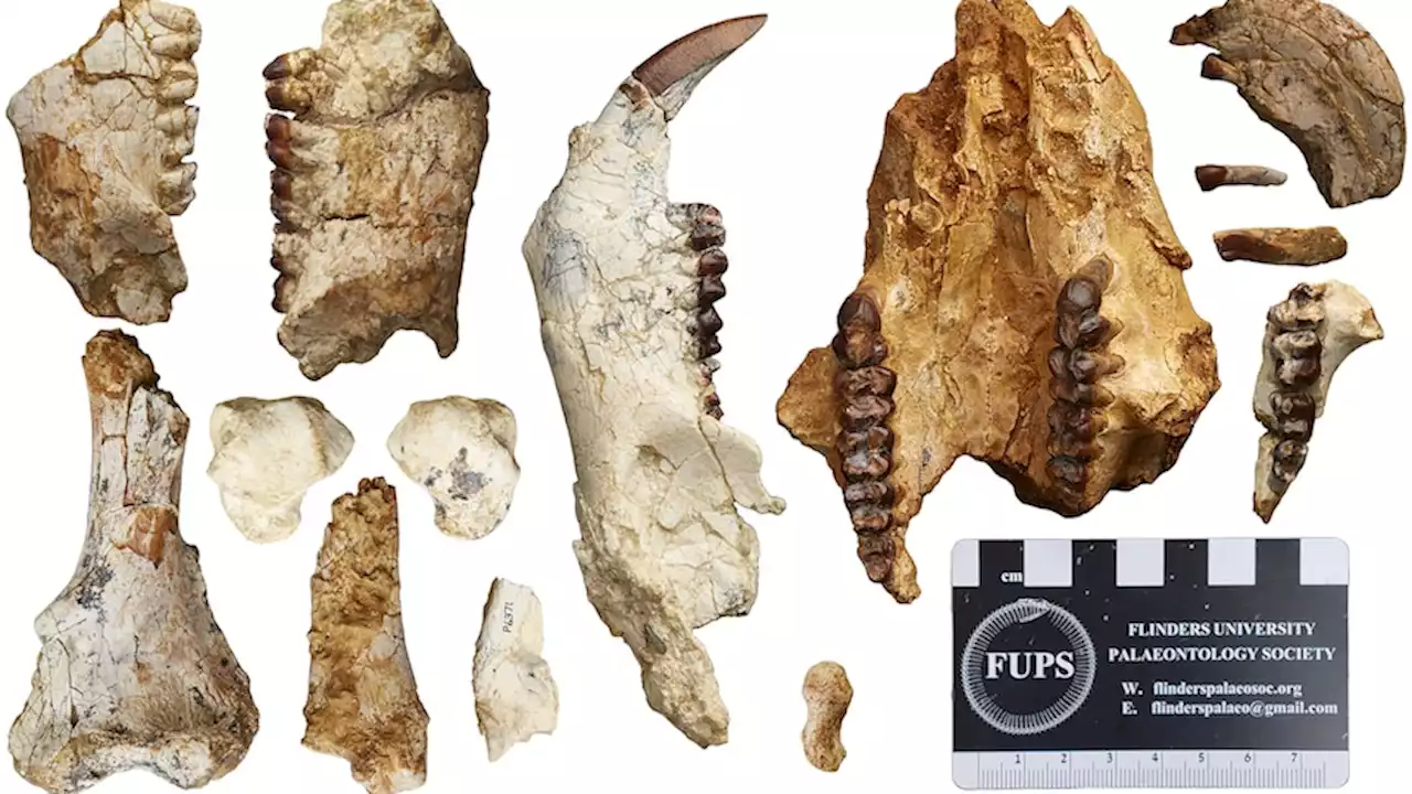 These teeth belong to 50kg plant-eating mammals that roamed the outback more than 25 million years ago