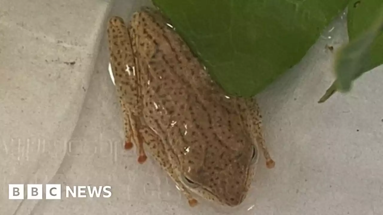 Stowaway frog surprises Leeds class after banana journey