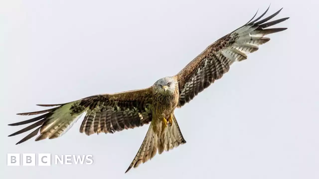 Protected bird of prey shot near Highland town