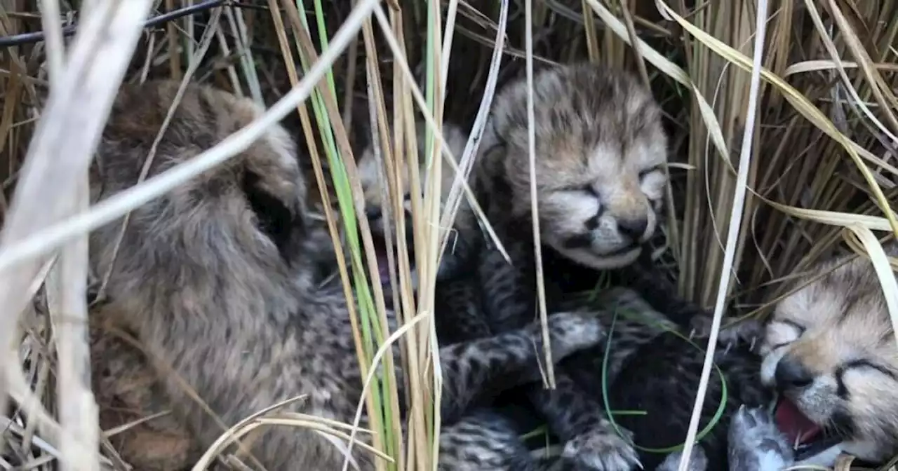 Nacen cuatro guepardos en India, luego de estar extintos por décadas en ese país