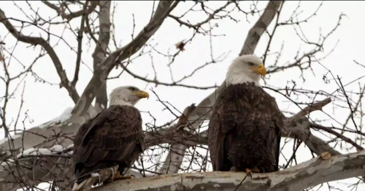 WATCH: Bald Eagles Who Suffered Loss Welcome Eaglet to Nest