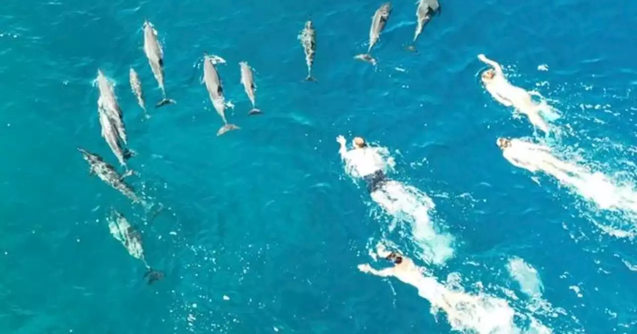 Group of 33 swimmers under investigation for 'aggressively pursuing' and 'harassing' dolphins in Hawaii