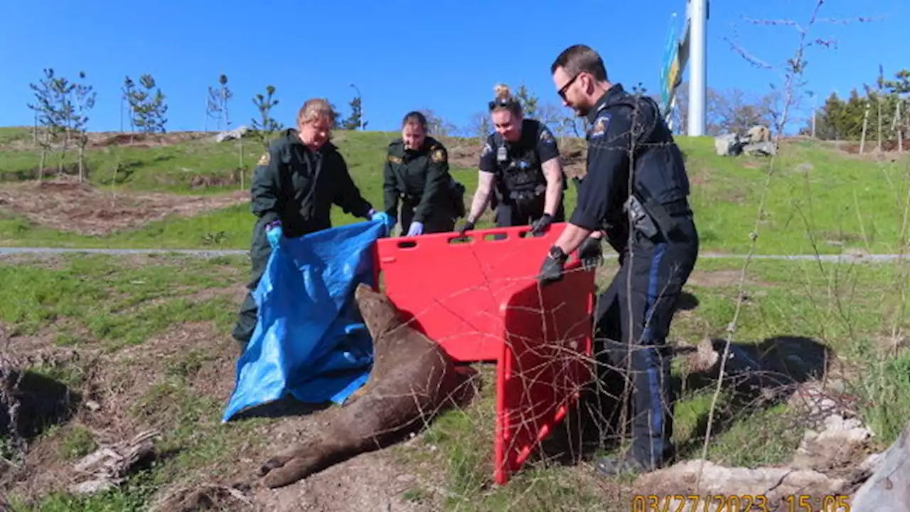 Elephant seal near Trans-Canada Highway in Saanich relocated by DFO