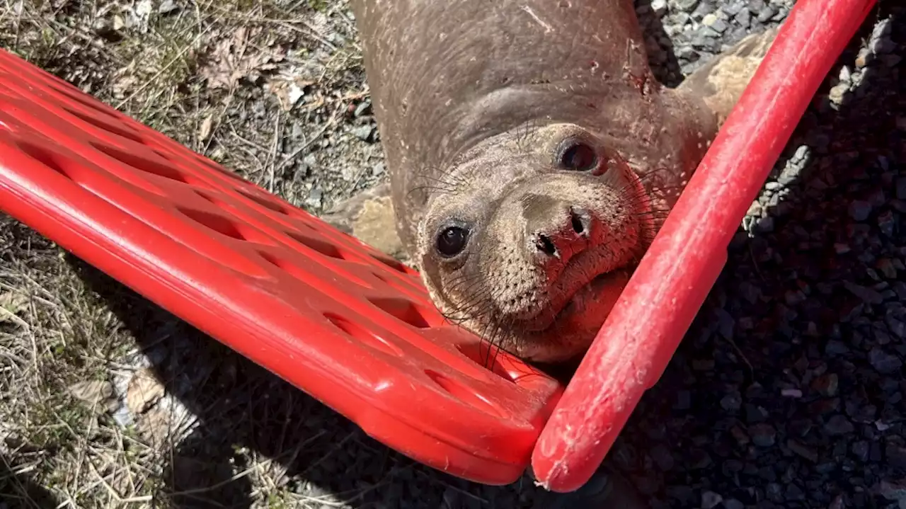 Elephant seal rescued from side of Saanich highway