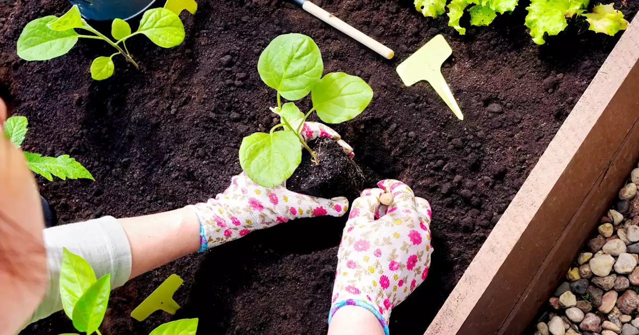 Fruit and veg you can plant in March - broad beans to potatoes and strawberries