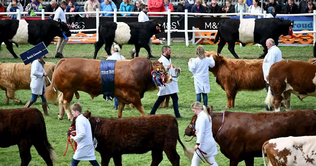 Peta tells Royal Highland Show swap animal displays for 'turnip beauty pageant'