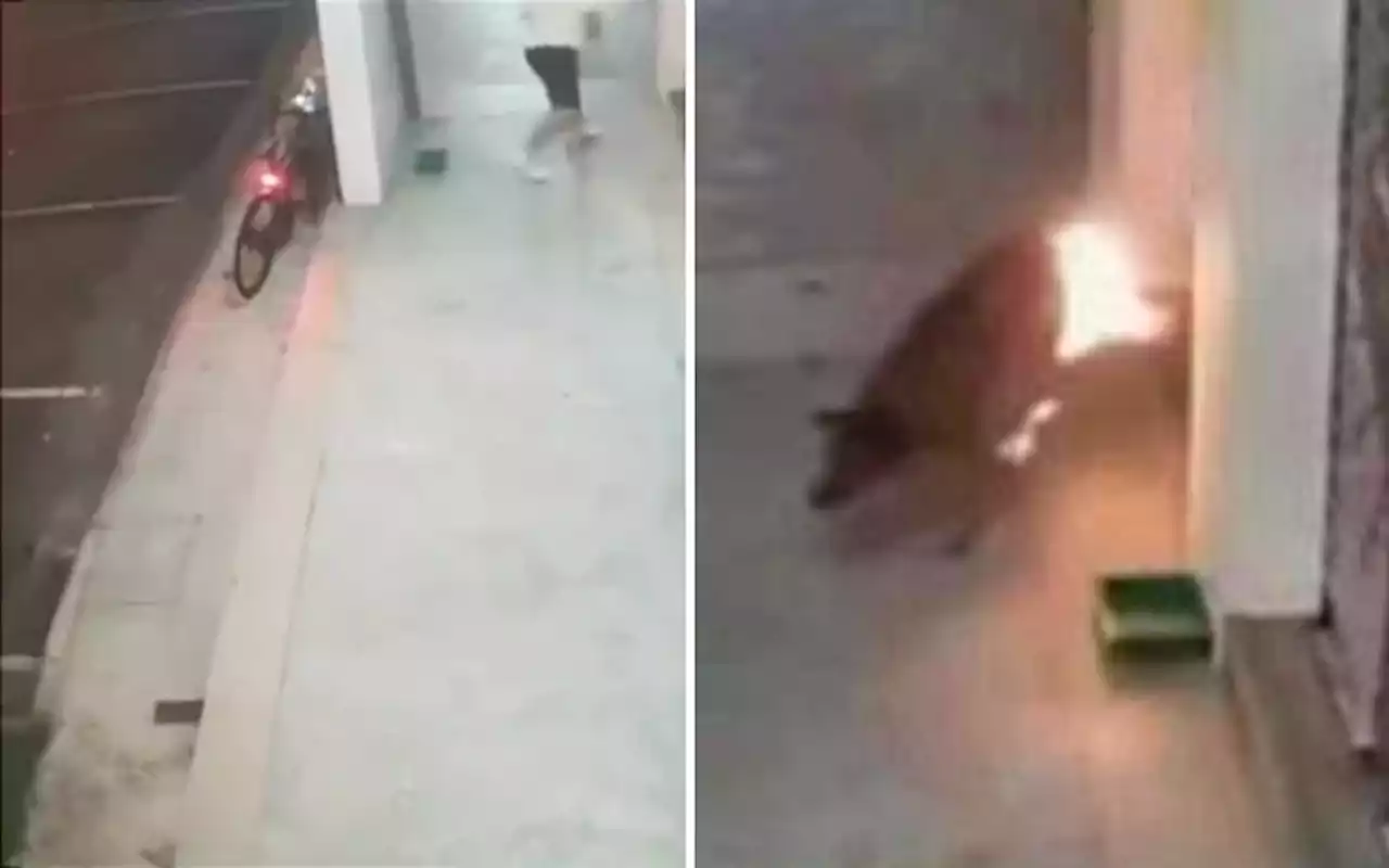 CCTV rakam lelaki dera, bakar anjing