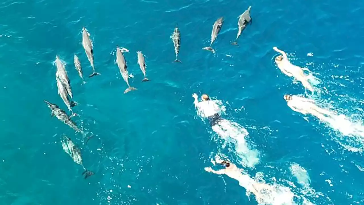 Drone video captures 33 swimmers in Hawaii harassing dolphins, authorities say