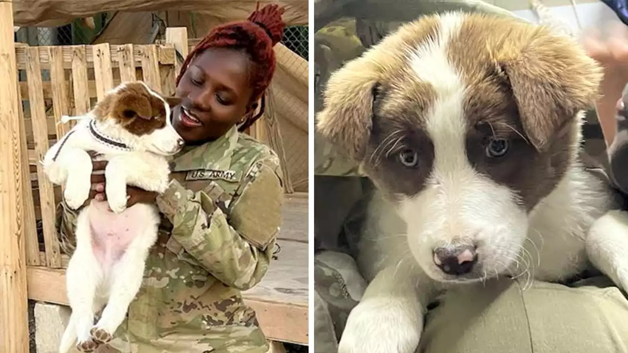 US Army specialist hopes to rescue helpless puppy found overseas: 'Struggling to survive'